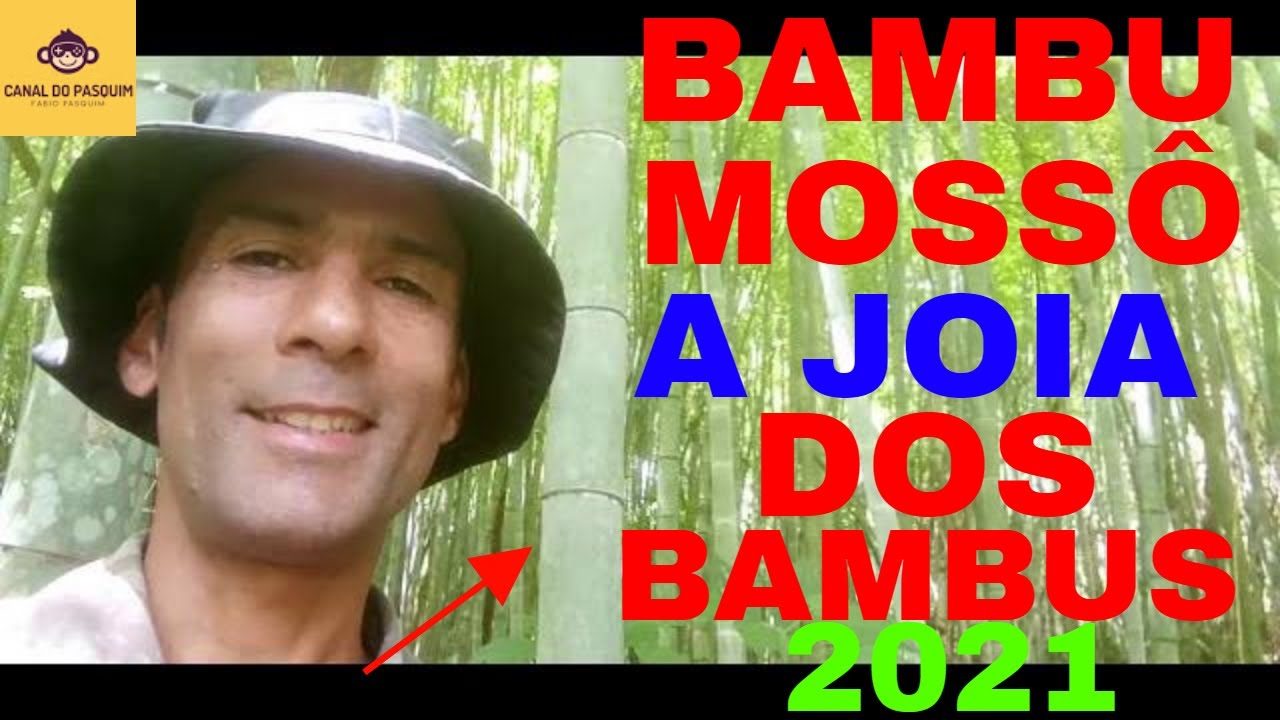 BAMBU MOSSO a joia dos bambus , visitando plantação em Janeiro de 2021