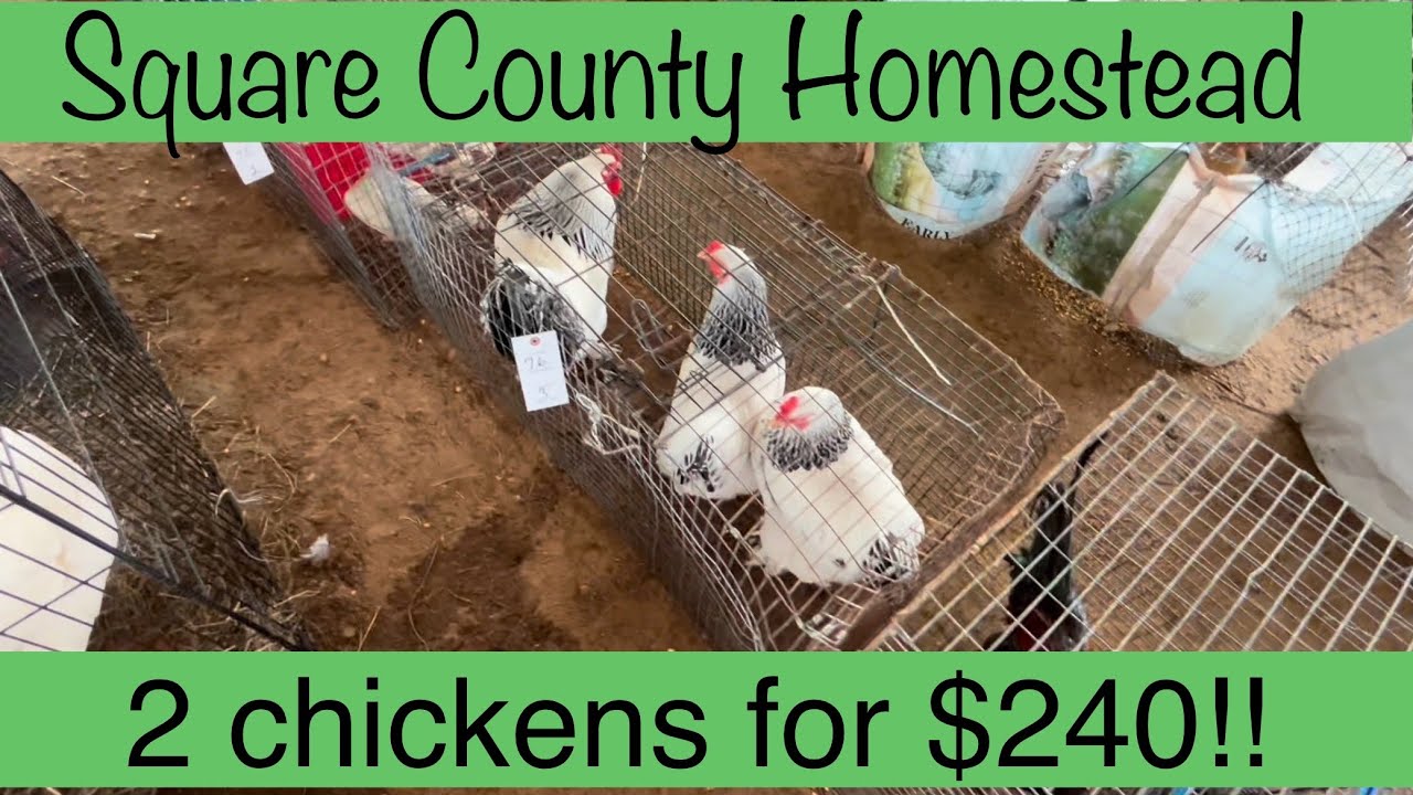 2 chickens sold for $240!!! At auction