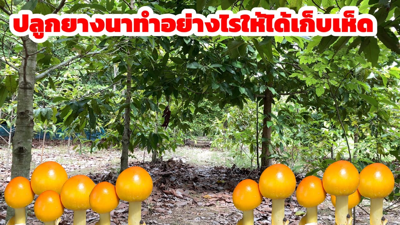วิธีการปลูกยางนา ทำอย่างไรให้เห็ดระโงกเกิด ที่จังหวัดร้อยเอ็ด 088-5488699