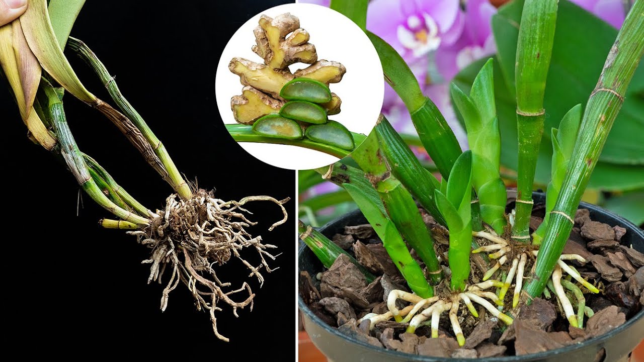 The magical blend of ginger and aloe revives dead orchids