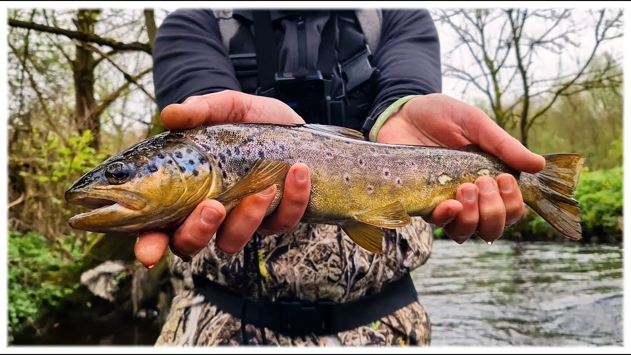 В погоне за самой красивой рыбой Великобритании! (BFS Trout Fishing)