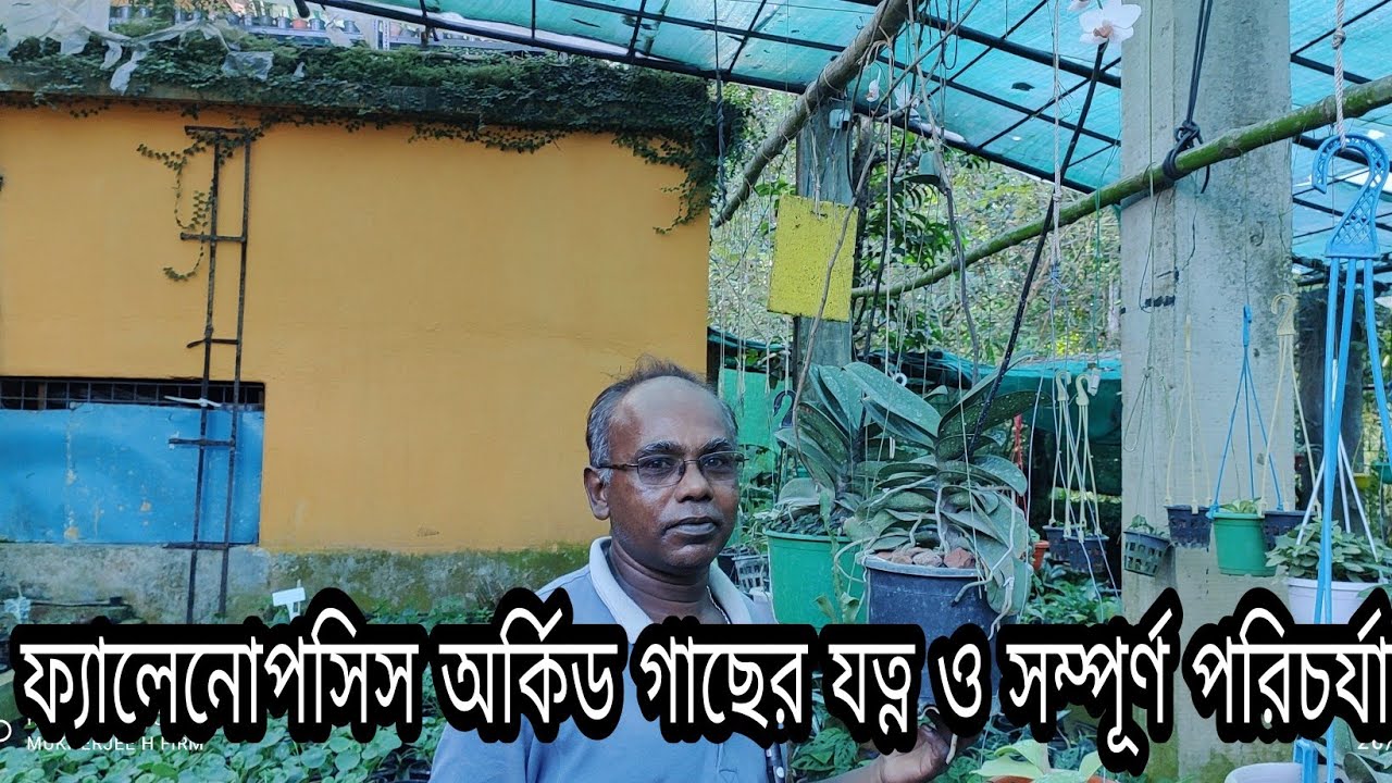 ফ্যালেনোপসিস অর্কিড এর সম্পূর্ণ পরিচর্চা ও যত্ন।