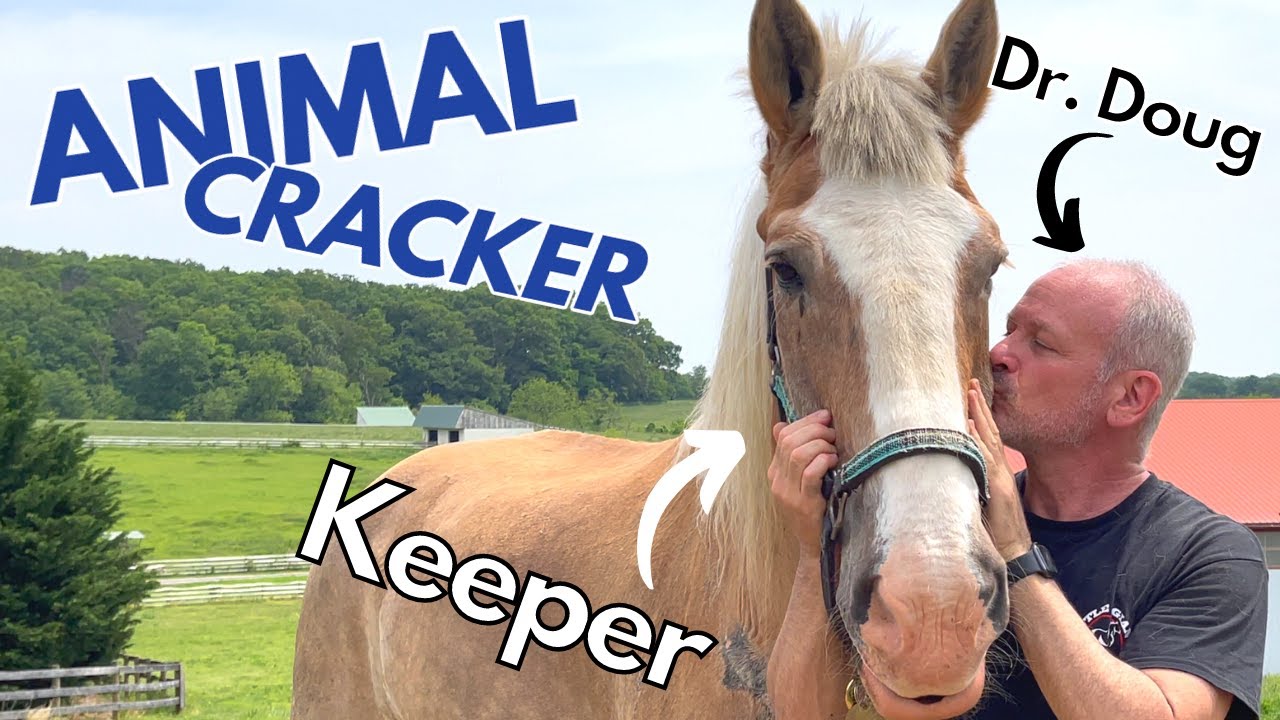 ABUSED & SCARRED DRAFT HORSE ~ GETS EMOTIONAL SESSION with THE ANIMAL CRACKER!
