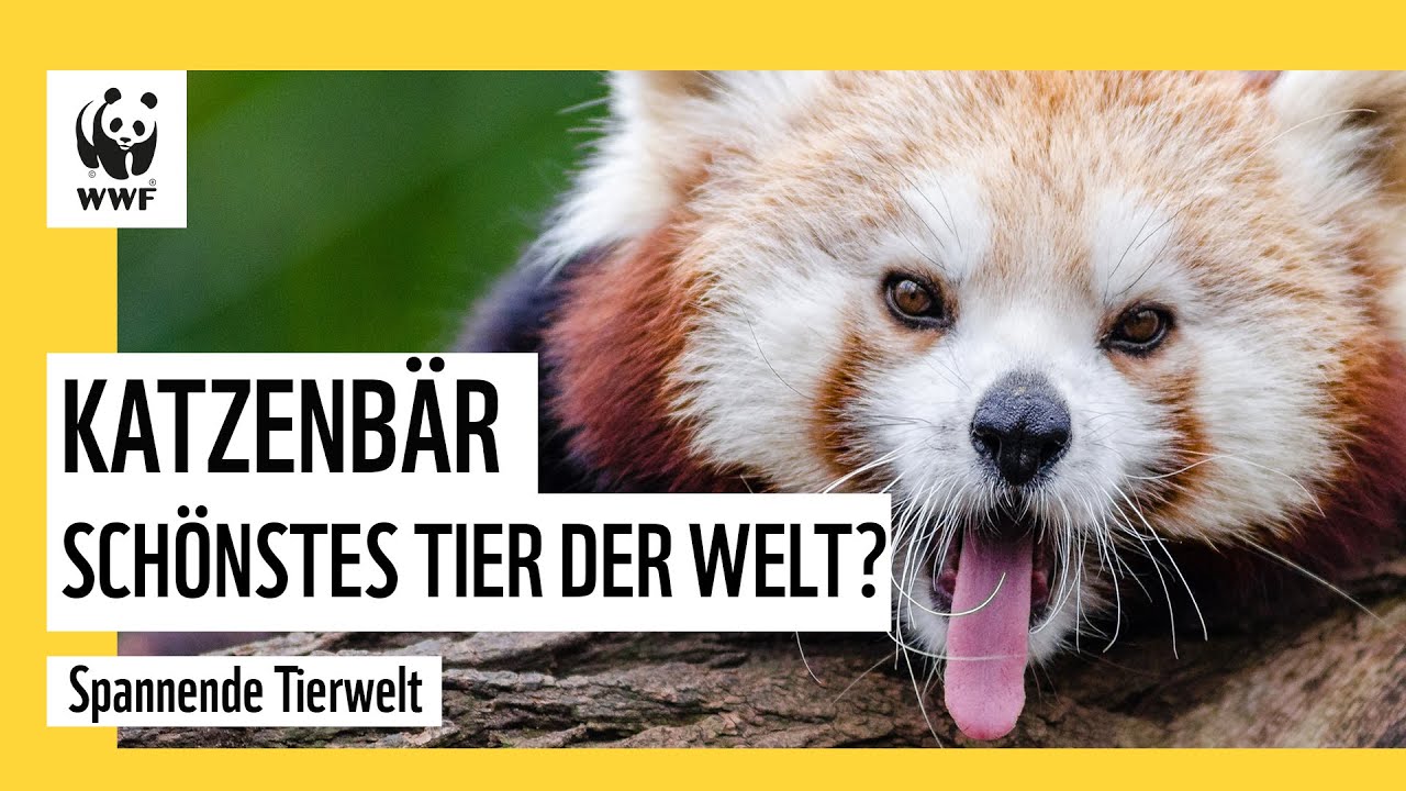 Der rote Panda - ein Panda, der eigentlich gar kein Panda ist