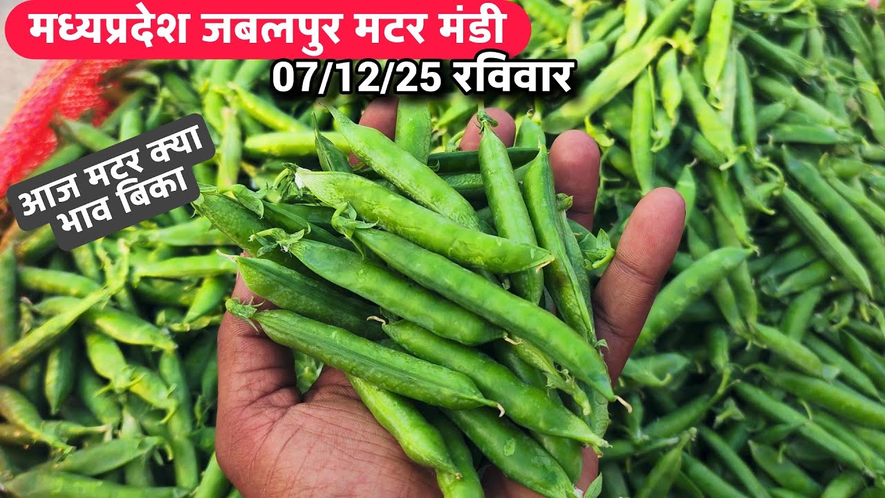 🫛 मध्यप्रदेश जबलपुर न्यू मटर मंडी भाव – 7 दिसंबर 2025 | आज की पूरी रिपोर्ट matar mandi bhav 