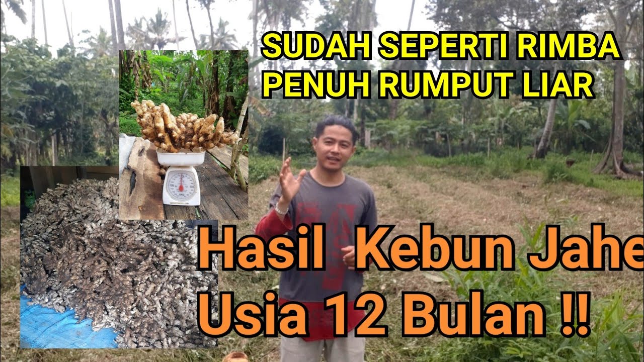 PANEN JAHE EMPRIT USIA 1 TAHUN