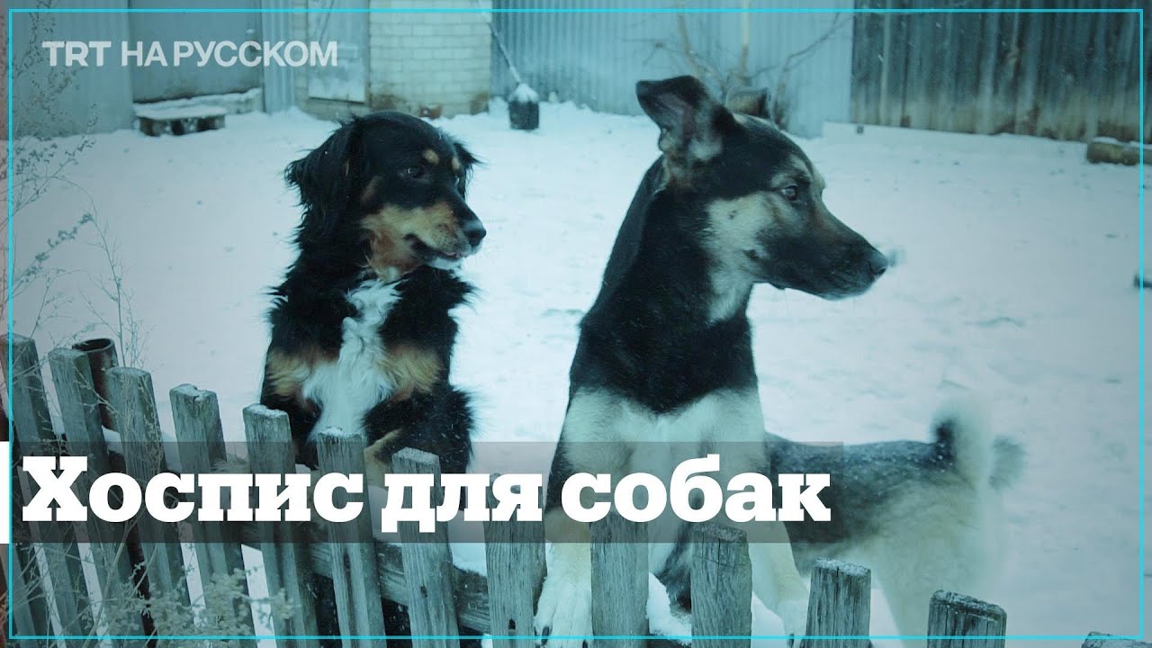 Пенсионерка превратила свой дом в приют для тяжелобольных собак