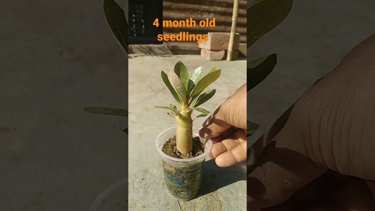 Adenium small seedling, Plants & Gardening