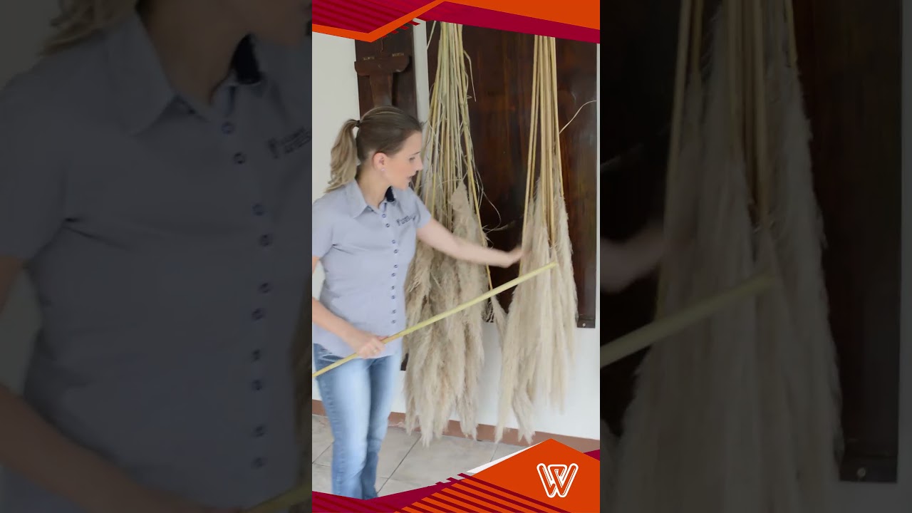 Como fazer arranjo com capim pampa?