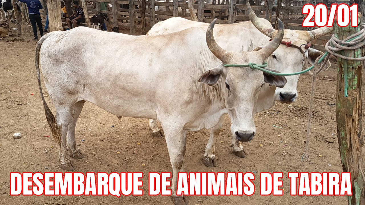 Desembarque de animais de Tabira-PE (20/01/26) Parte 1