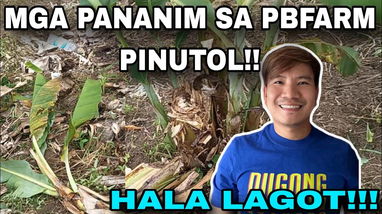 Mga pananim SA pbfarm pinutol!!hala lagot Kay @PugongByahero 