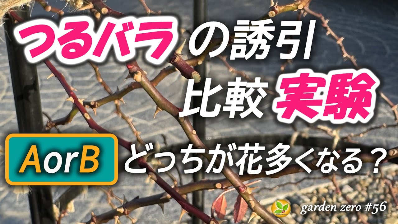 つるバラの誘引・比較実験【AとBでどっちが花多くなる？】