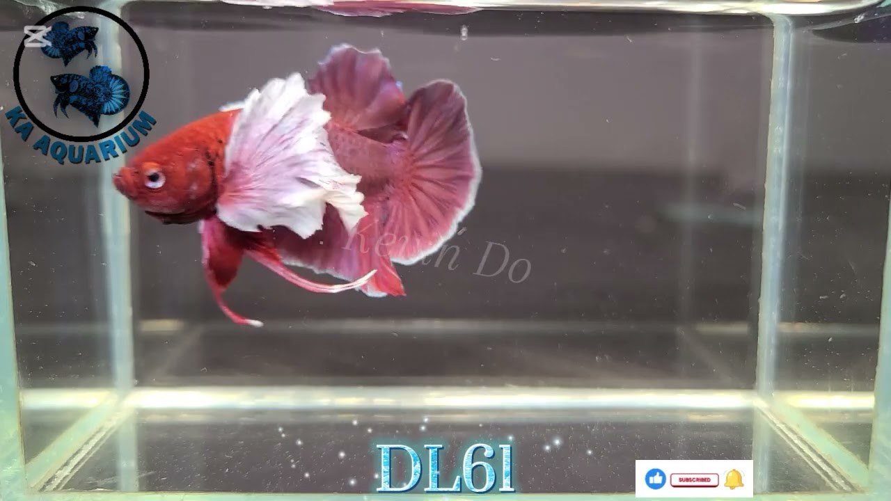 Dumbo Lavender Male DL61 | KA Aquarium | Betta fish | Betta fish in Canada.