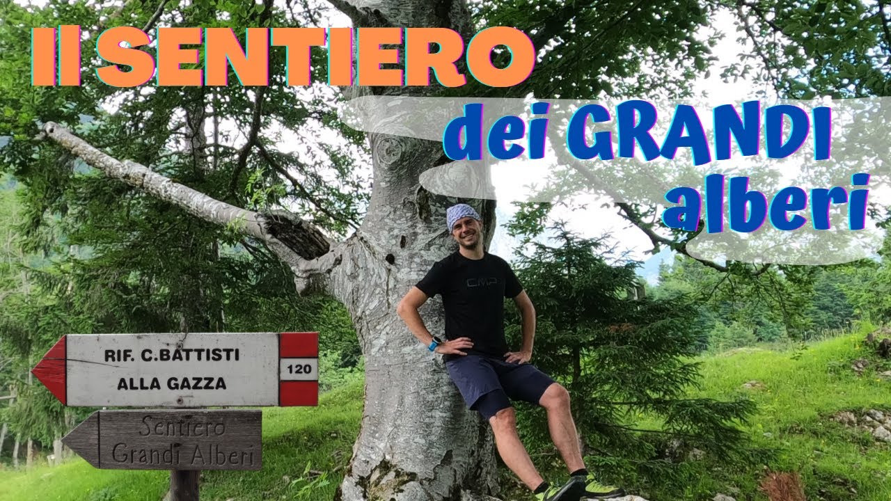 Il sentiero dei GRANDI alberi 🌳🌲