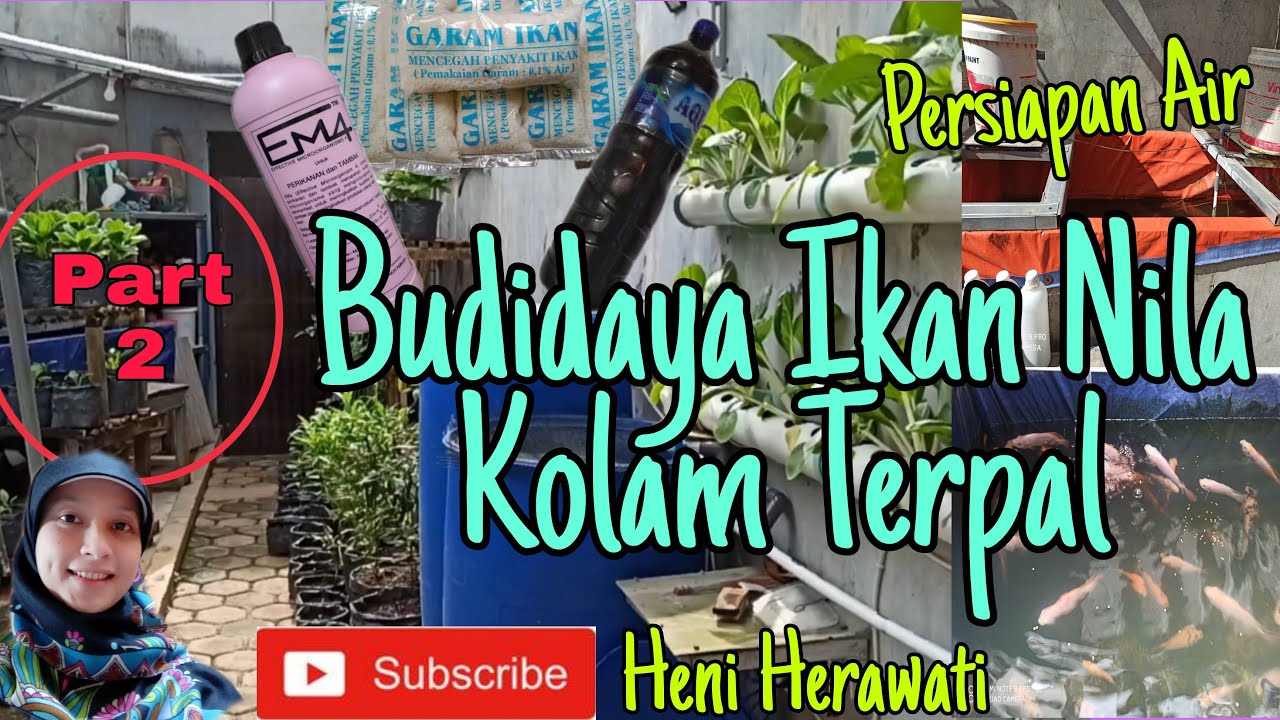 Budidaya Ikan Nila Kolam Terpal || Persiapan Air || Part 2