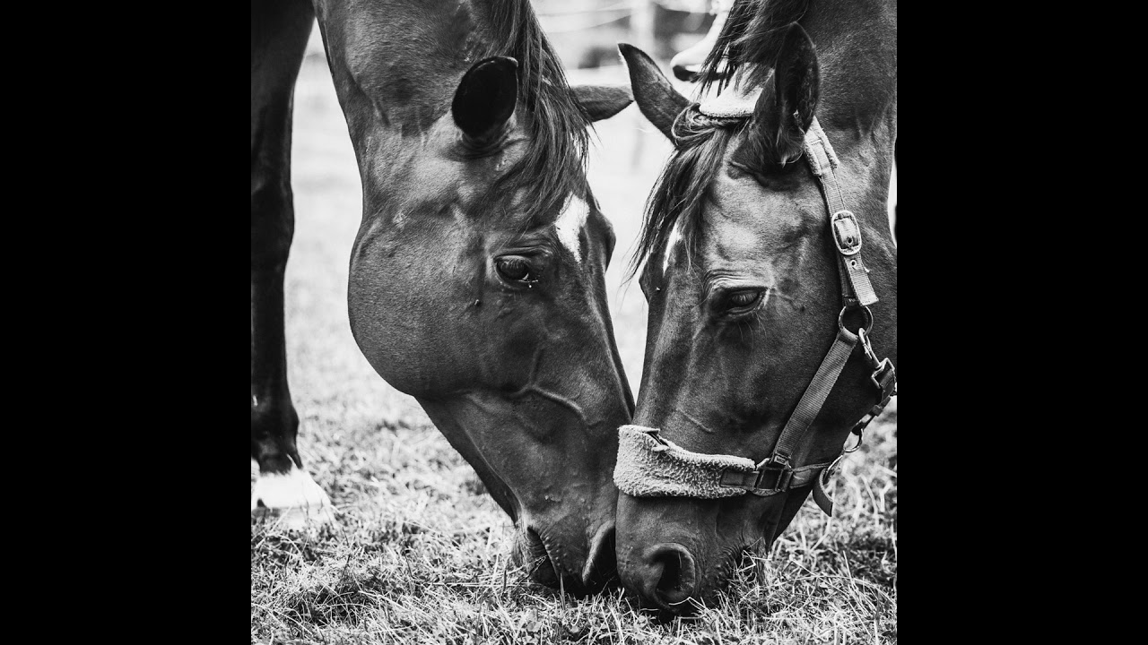 🐎 Dressage &bull; Apprentissage par mim&eacute;tisme, les comportements renforc&eacute;s