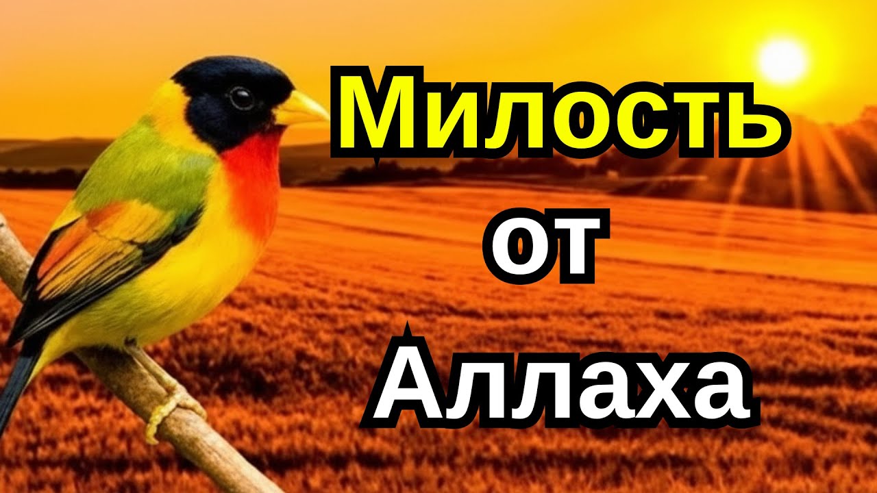 Сура Ясин, полная достоинств — с дозволения Аллаха становится выходом из любой трудности. ❤️✨🤲