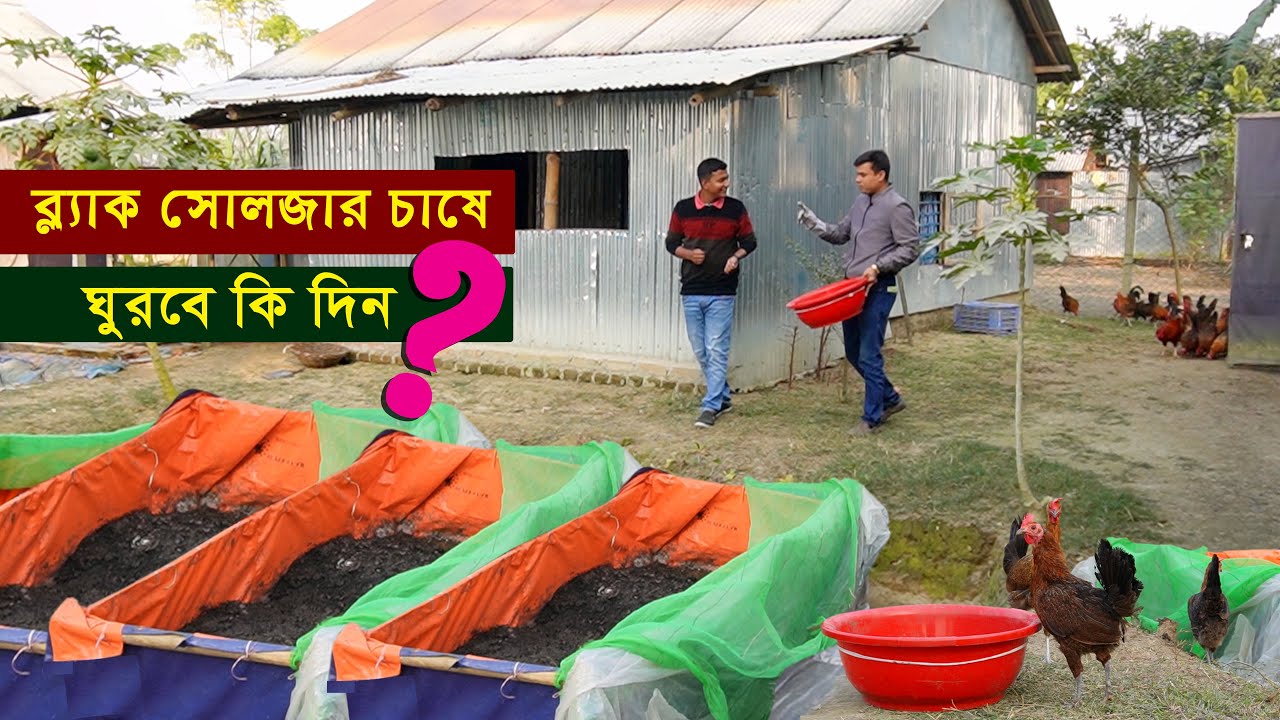 স্বল্প খরচে ‍মুরগির প্রাকৃতিক খাদ্য - ব্লাক সোলজার পোকা চাষ | Black soldier fly || কৃঘি ঘর