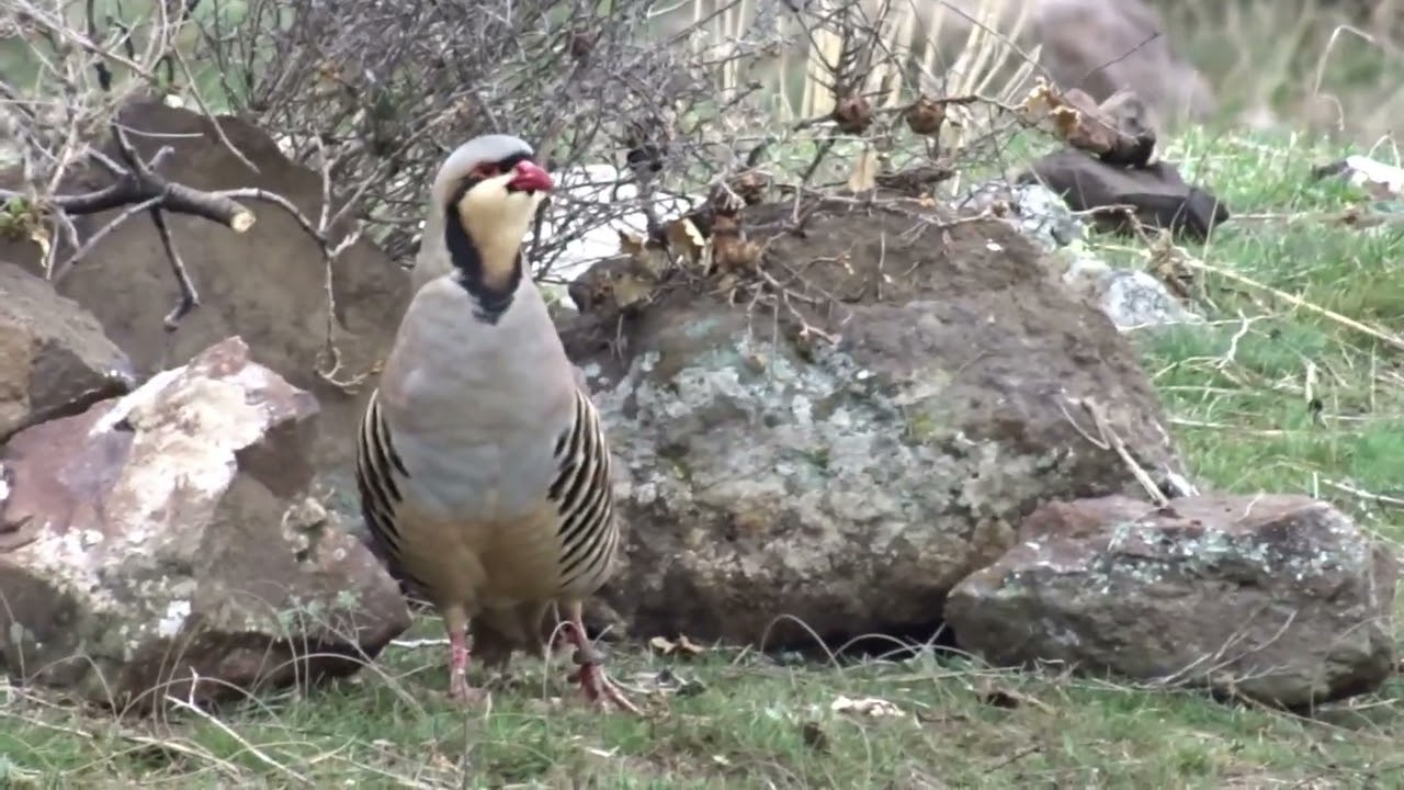 Keklik Avı (Bağlı) - الحجل طائر - куропатка - partridge