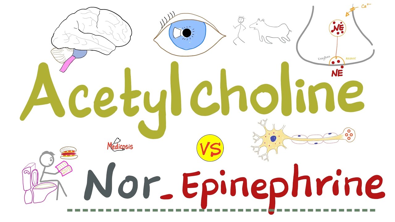 Acetylcholine (A.Ch) vs Nor-Epinephrine (Nor-Epi) - PANS vs SANS - Physiology and Pharmacology