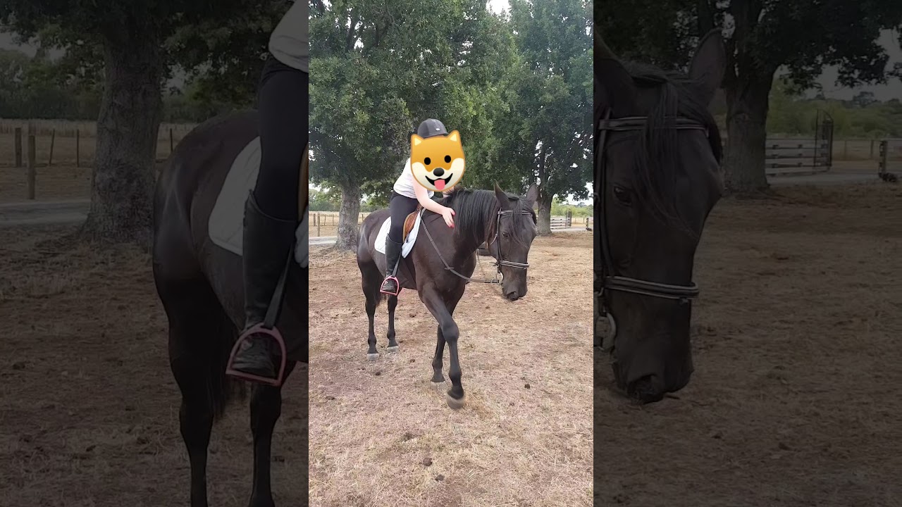My horse is one of a kind | Bacardi | heart horse | appreciation