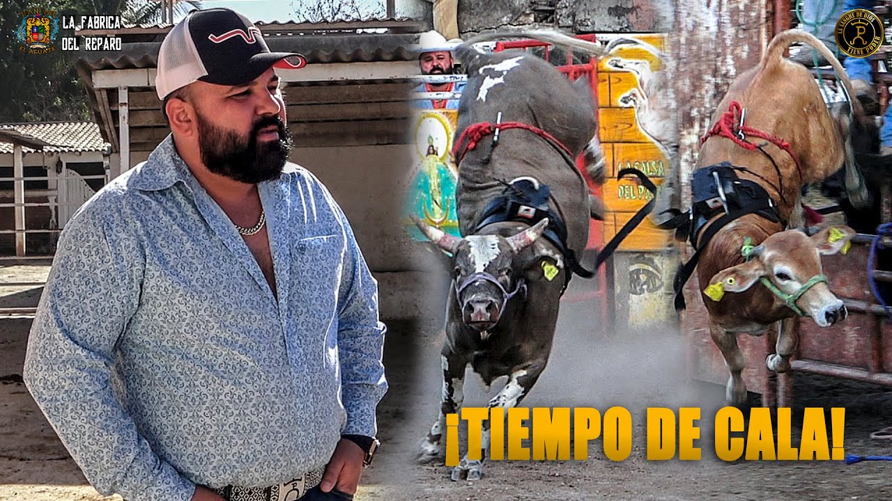 OLEEE !!! TORO.. PRIMERA CALA DE ESTOS BECERROS DE LA #FABRICA DEL REPARO Y QUE BUEN ESPECTÁCULO !!!