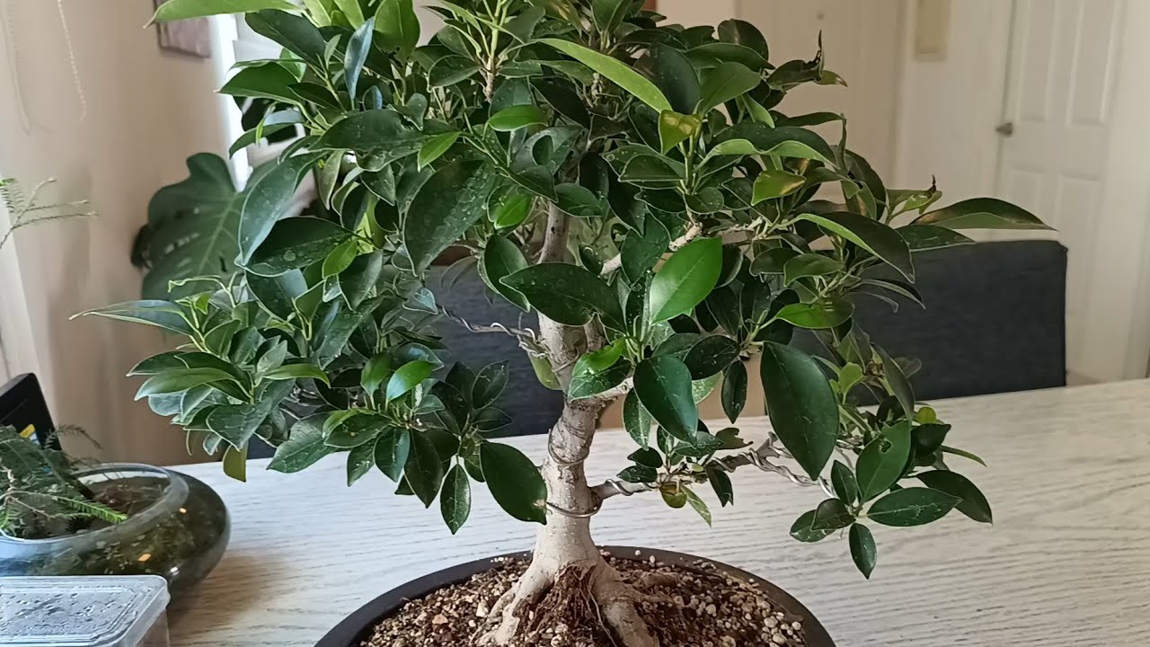 Ficus Bonsai Defoliation - Bonsai from Scratch ✂️🌿