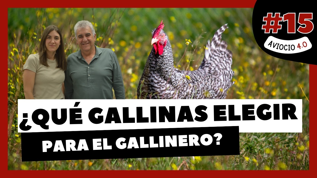 🤔 ¿Qué GALLINAS elegir para nuestro GALLINERO o GALPÓN? | AVIOCIO 4.0 #15