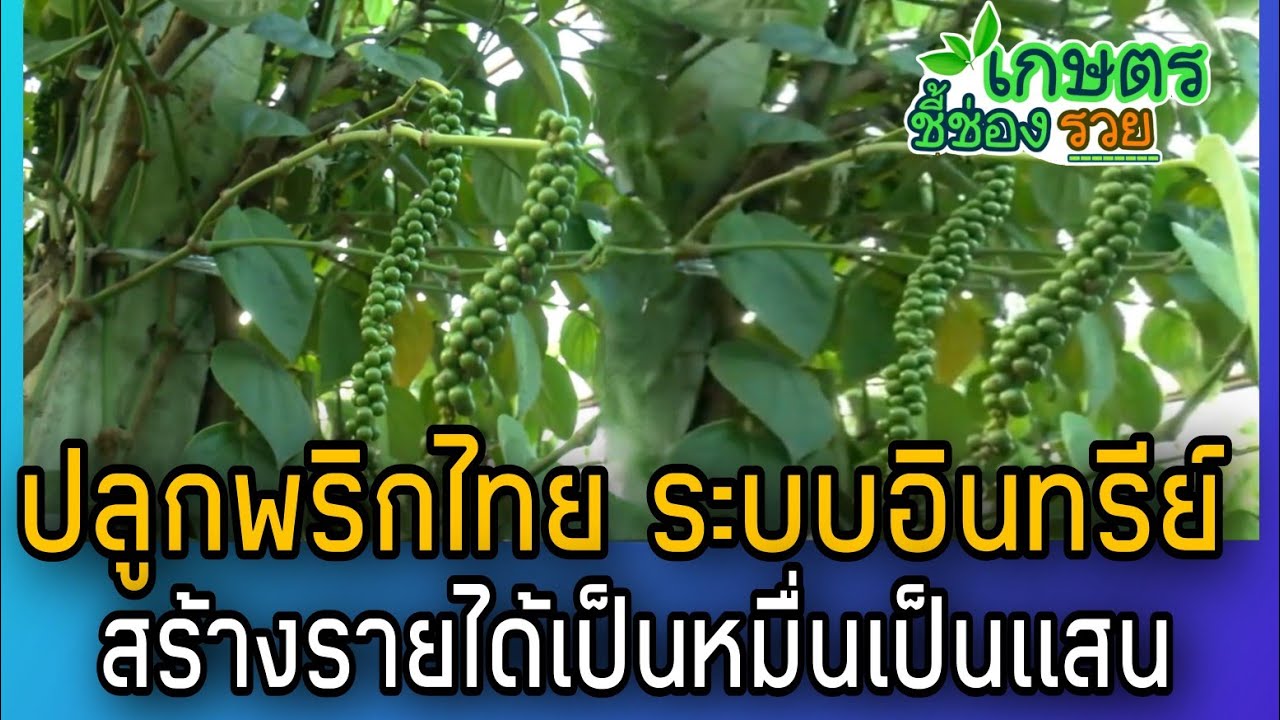 รายการเกษตรอินทรีย์ชี้ช่องรวย EP152ไปดูให้รู้ปลูกพริกไทยพืชสมุนไพรไทยส่งออกปลูกอย่างไร?ได้เงินล้าน