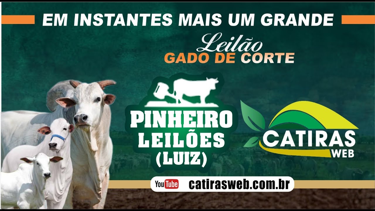 LEILÃO GADO DE CORTE - PINHEIRO LEILÕES - ARAGUARI - MG - 29 DE JANEIRO DE 2026.
