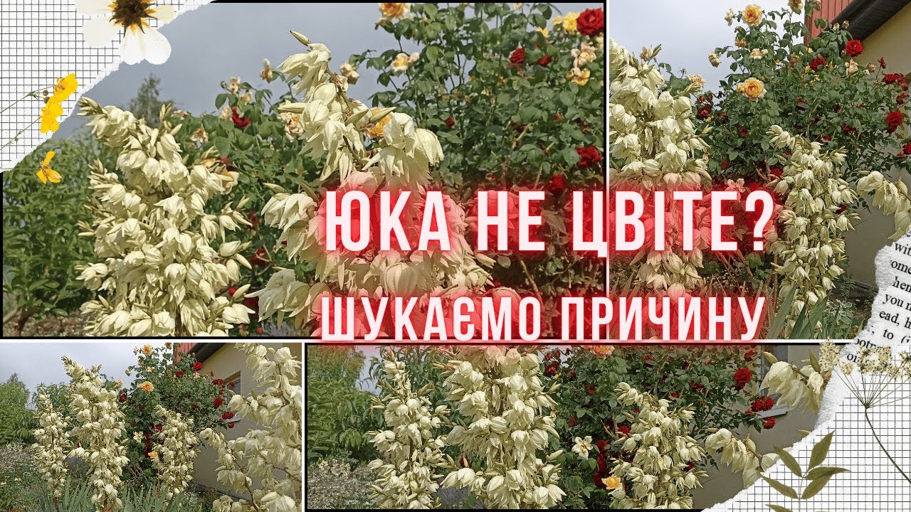 ЮКА догляд. Що робити з юкою після цвітіння? Чому не цвіте юка і як це виправити?