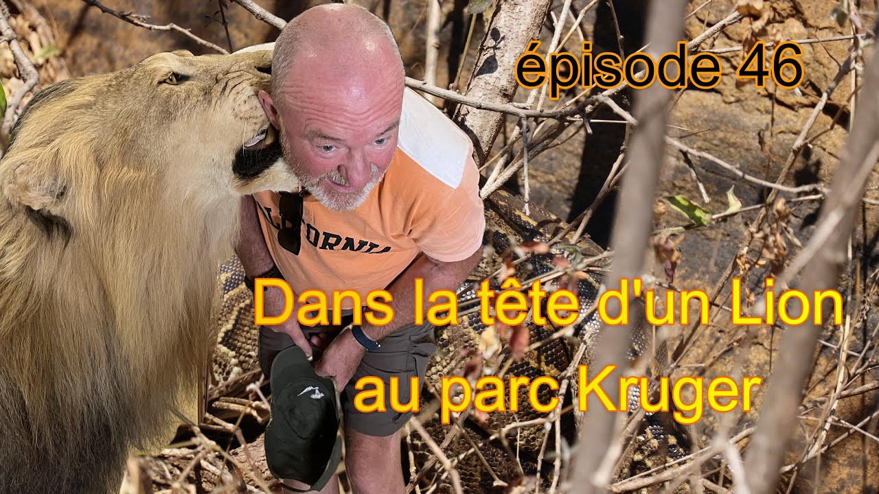 rencontre avec un Lion au Parc Kruger épisode 46
