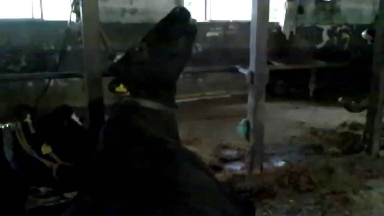 [きょうの牧場] かゆくてたまらない牛