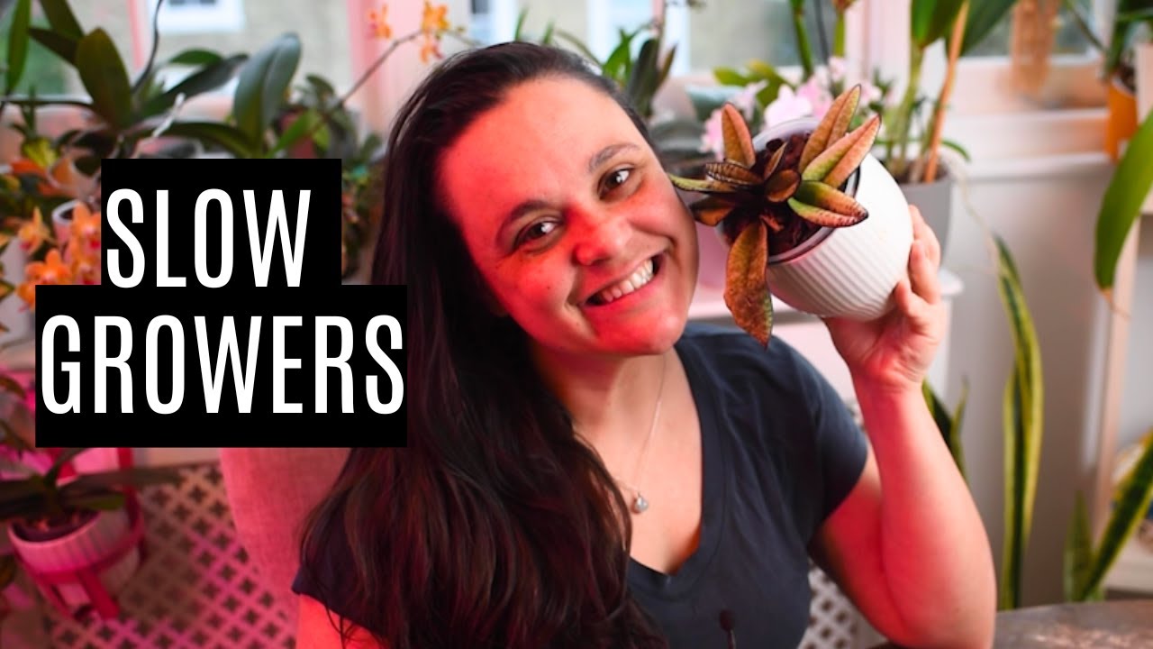 Why are Paphiopedilum orchids SO slow? | Growth & blooming explained!