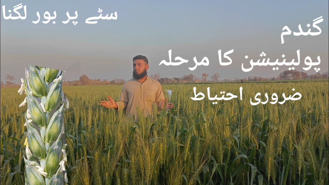 Wheat Crop Care At Pollination Stage|Wheat Crop On Flowering Stage