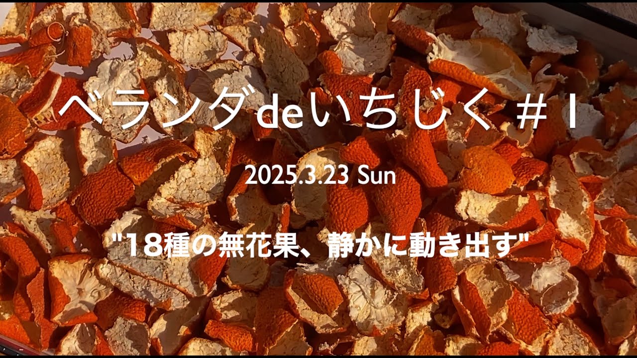 #1  ベランダいちじく18品種｜特徴・育て方の記録【ベランダdeいちじく】Fig growing prologue with 18 varieties｜Fig Growing Record