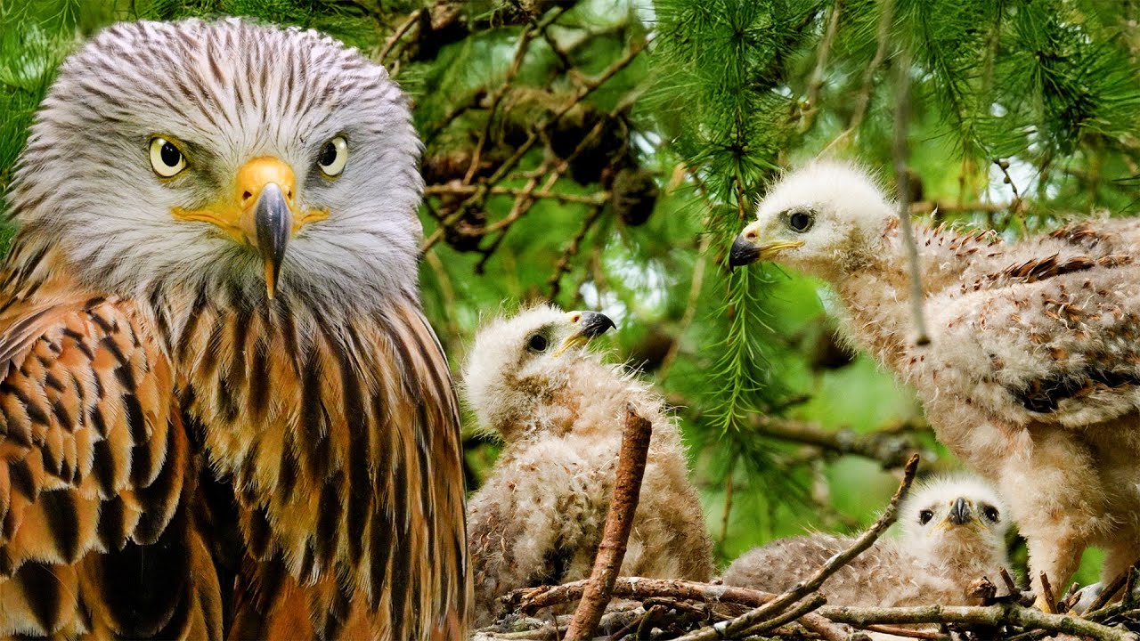 Red Kite Chicks Grow Up Wild & Fierce | Red Kite | Robert E Fuller