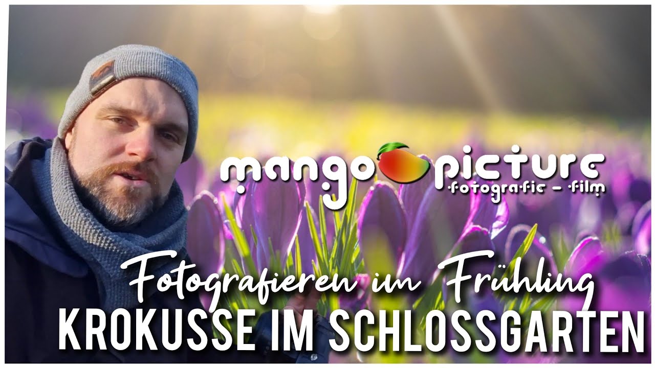 Krokusblüte im Schlossgarten Oldenburg – Frühlingserwachen in voller Pracht 📸 | Mango Picture 4K 