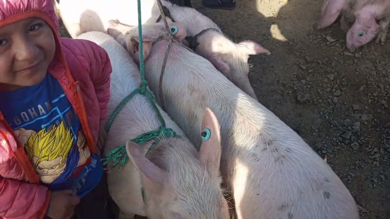 en la feria Porcicola a  la fueras de la ciudad de Guaranda Bolivar Ecuador.....