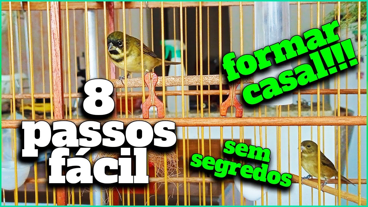 CASAL DE COLEIRO NA MESMA GAIOLA
