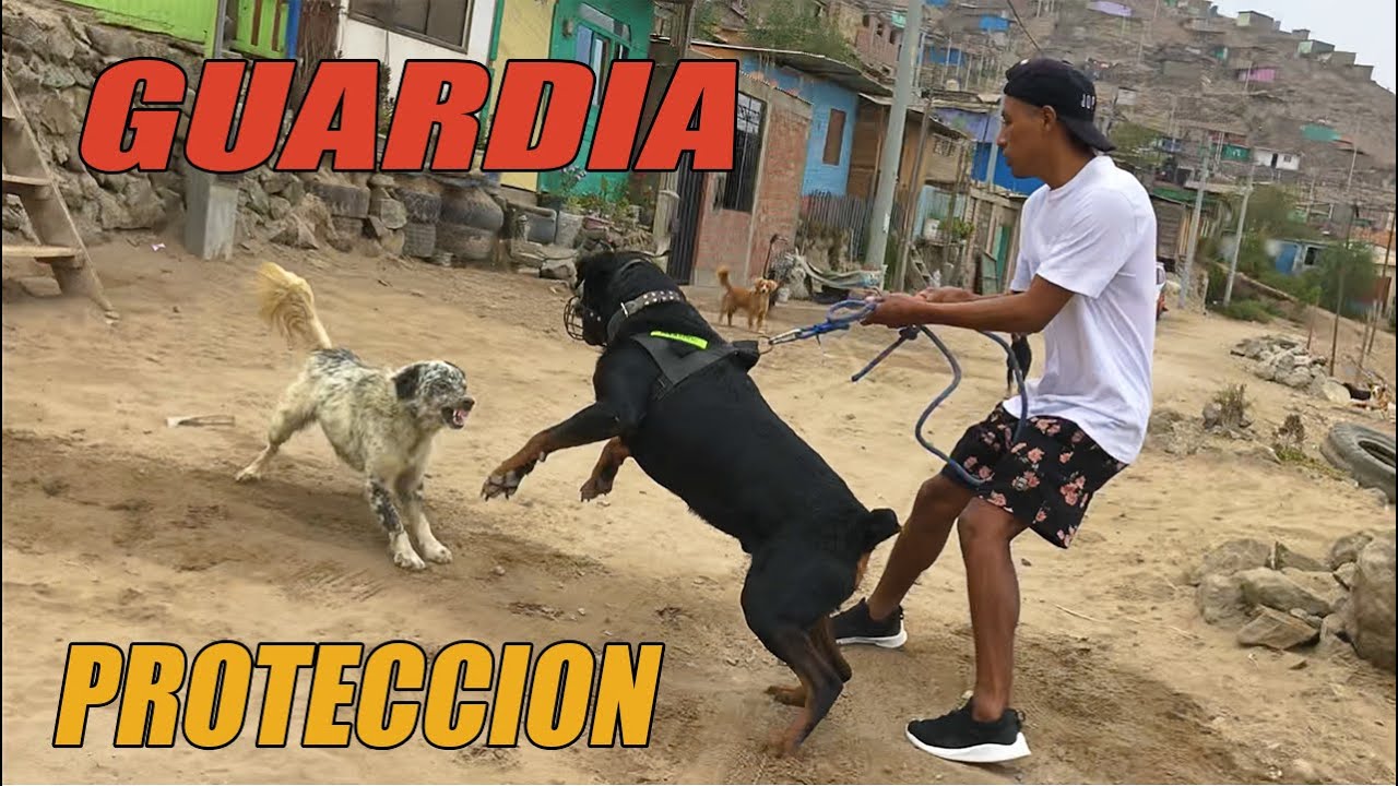 Sacando a pasar a mi perro Rottweiler - Passing my Rottweiler dog