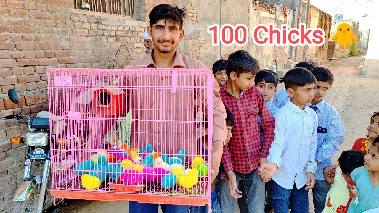 100 Baby Chicks 🐥 | My New Chicks | Color Chick 🐣 | Amish Sidhu Vlogs