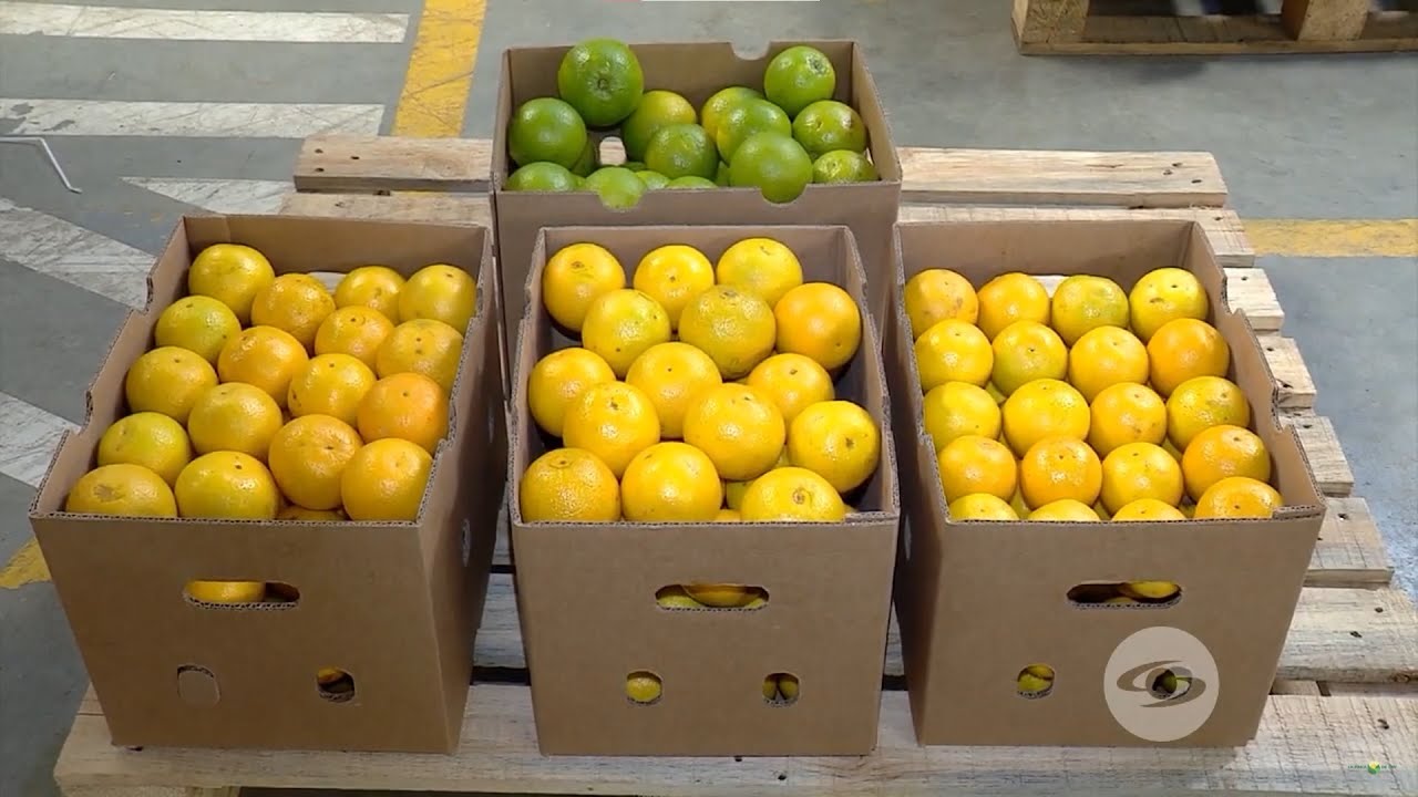Así se realiza el proceso de desverdizado de la naranja durante la poscosecha - La Finca de Hoy