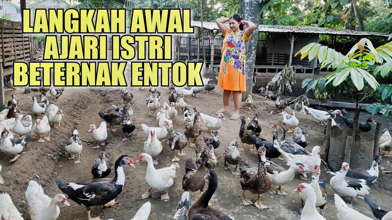 ternak entok bisnis rumahan