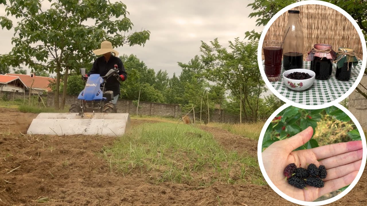 Mulberry Jam & Syrup: The Sweet Essence of Rural Living