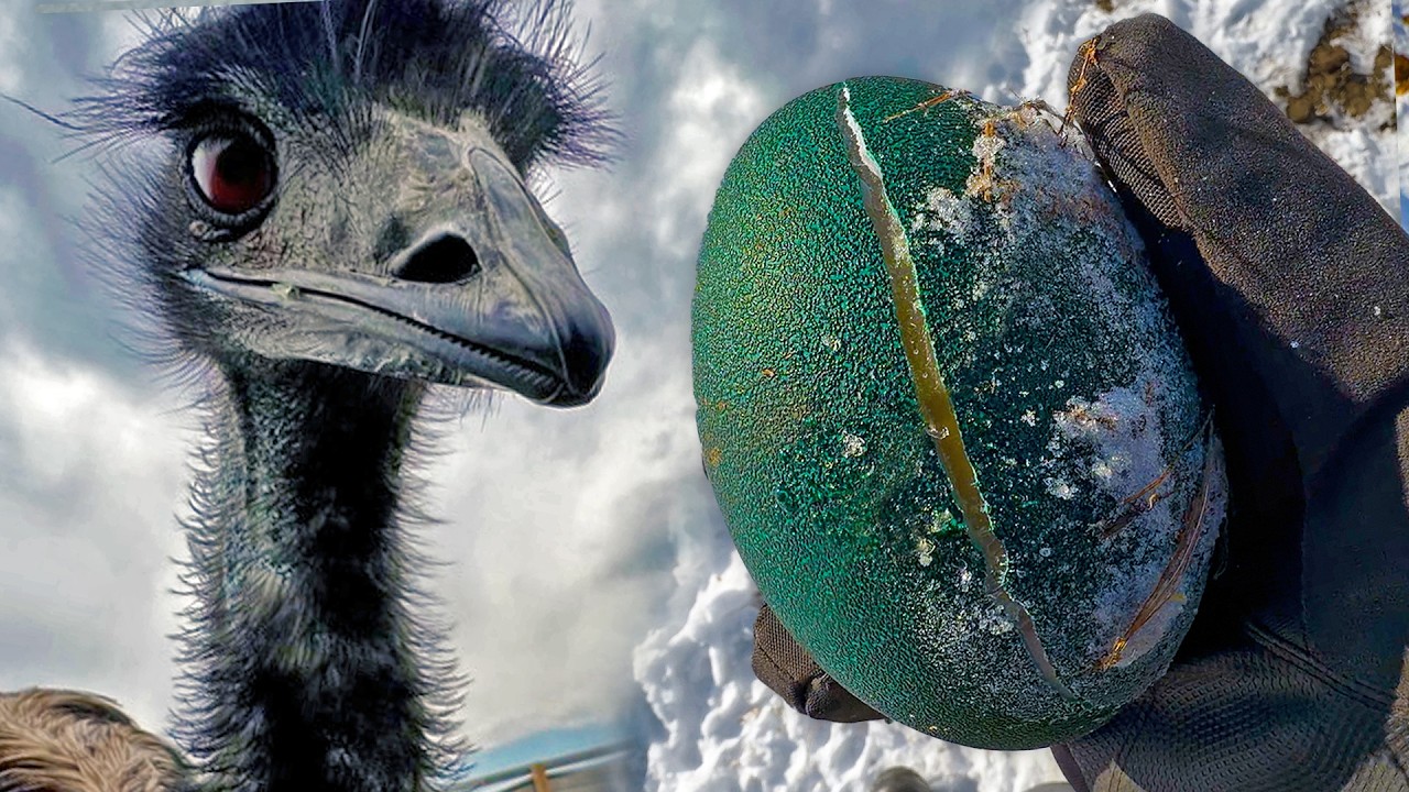 We Found EMU EGGS Again!