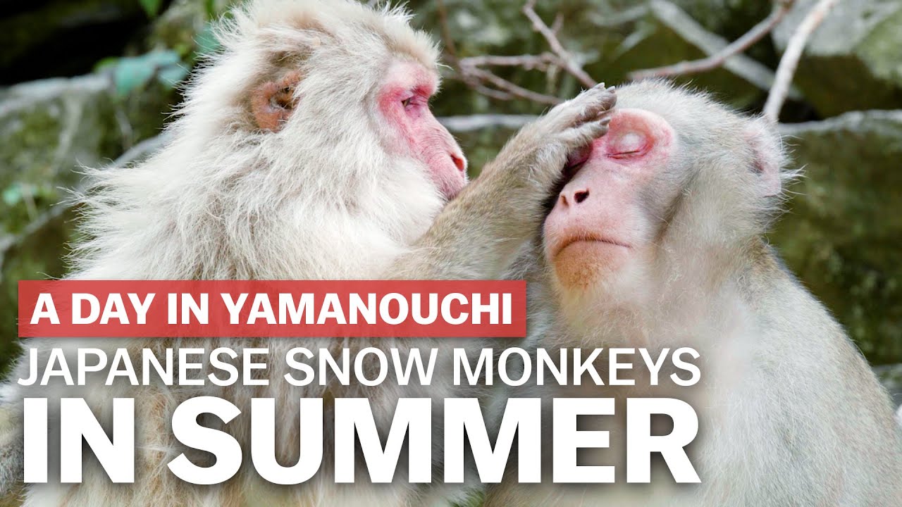 Japanese Snow Monkeys in Summer