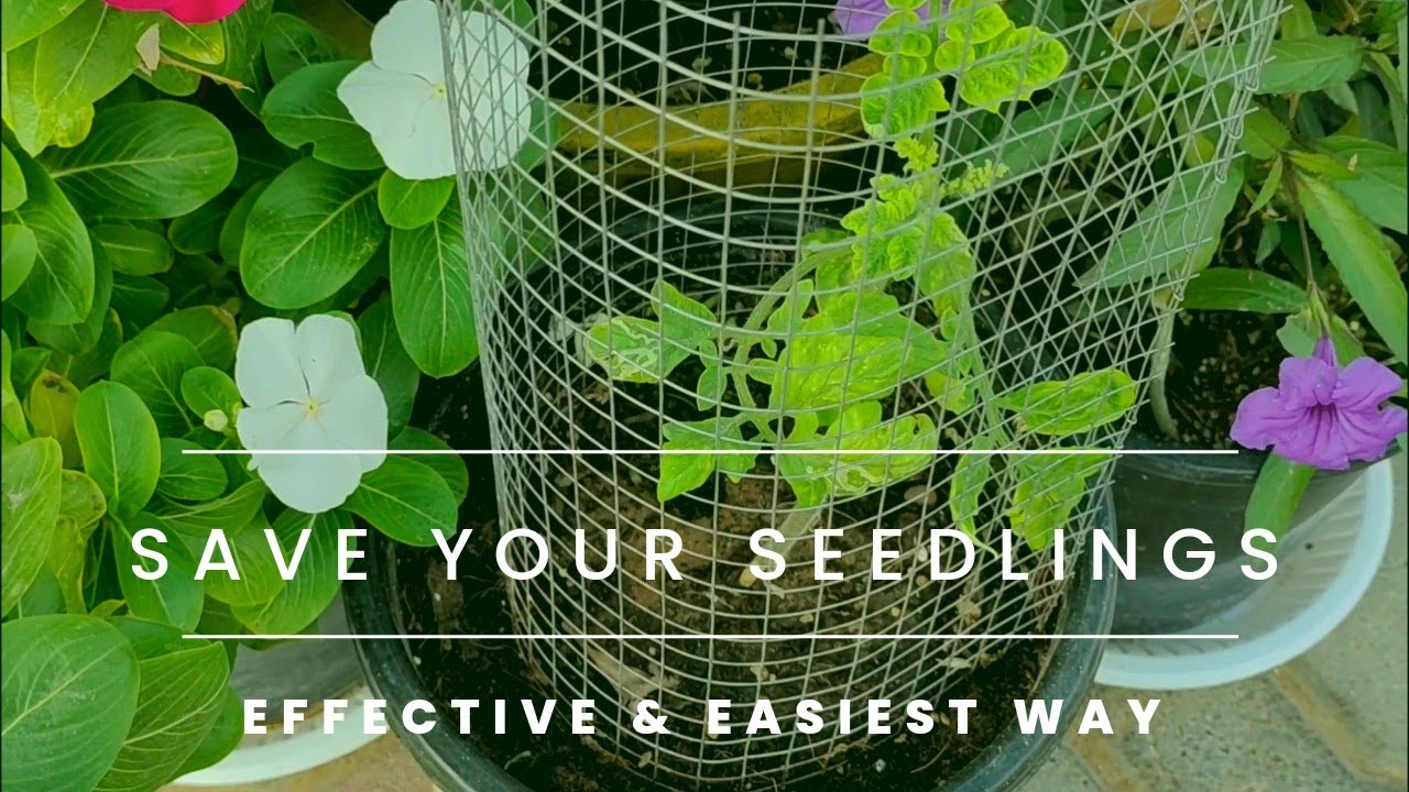 Easy way to protect plants from birds & rats