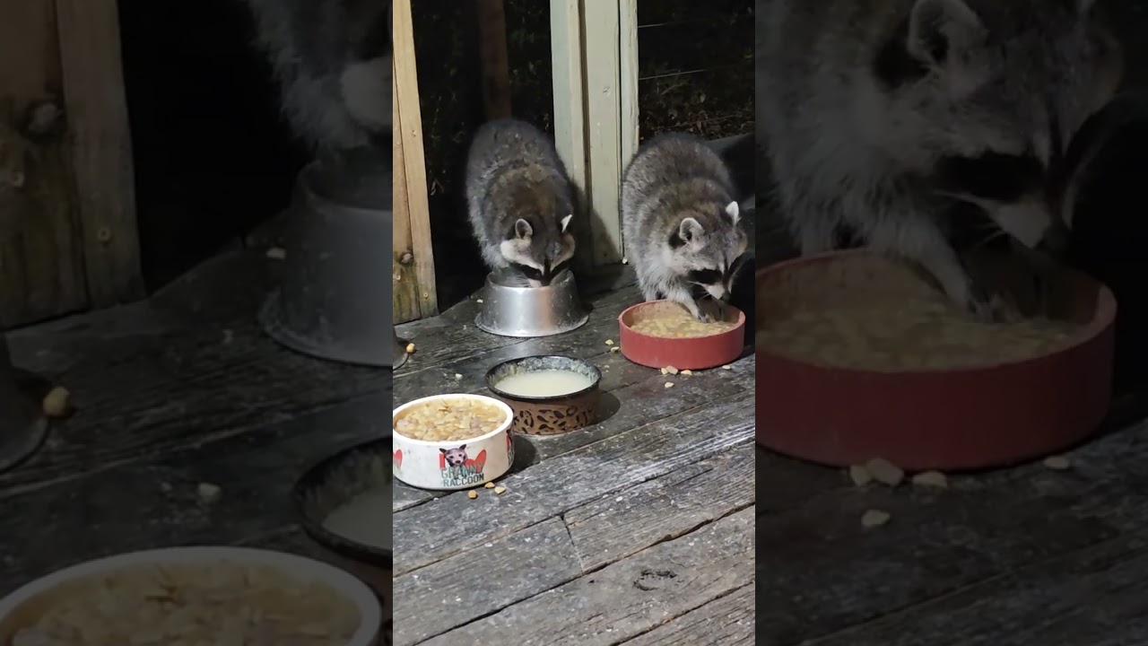 ASMR relax and enjoy the raccoons today
