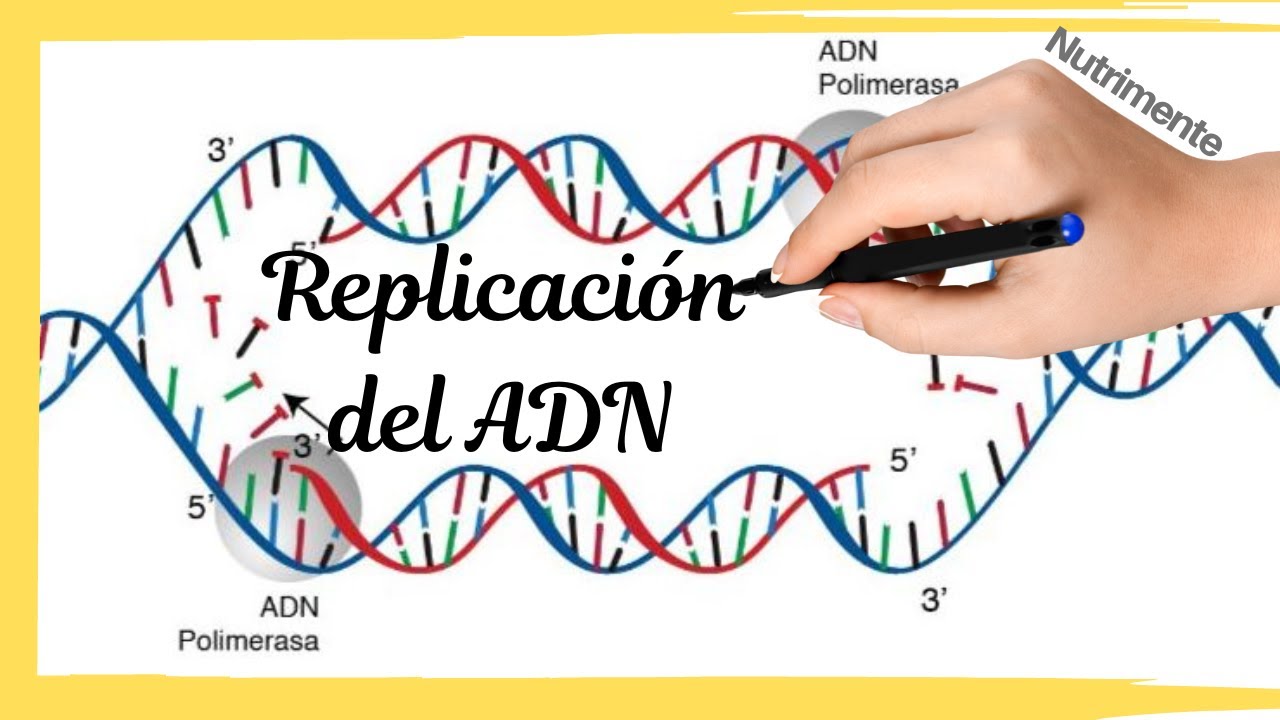 La Replicación del ADN